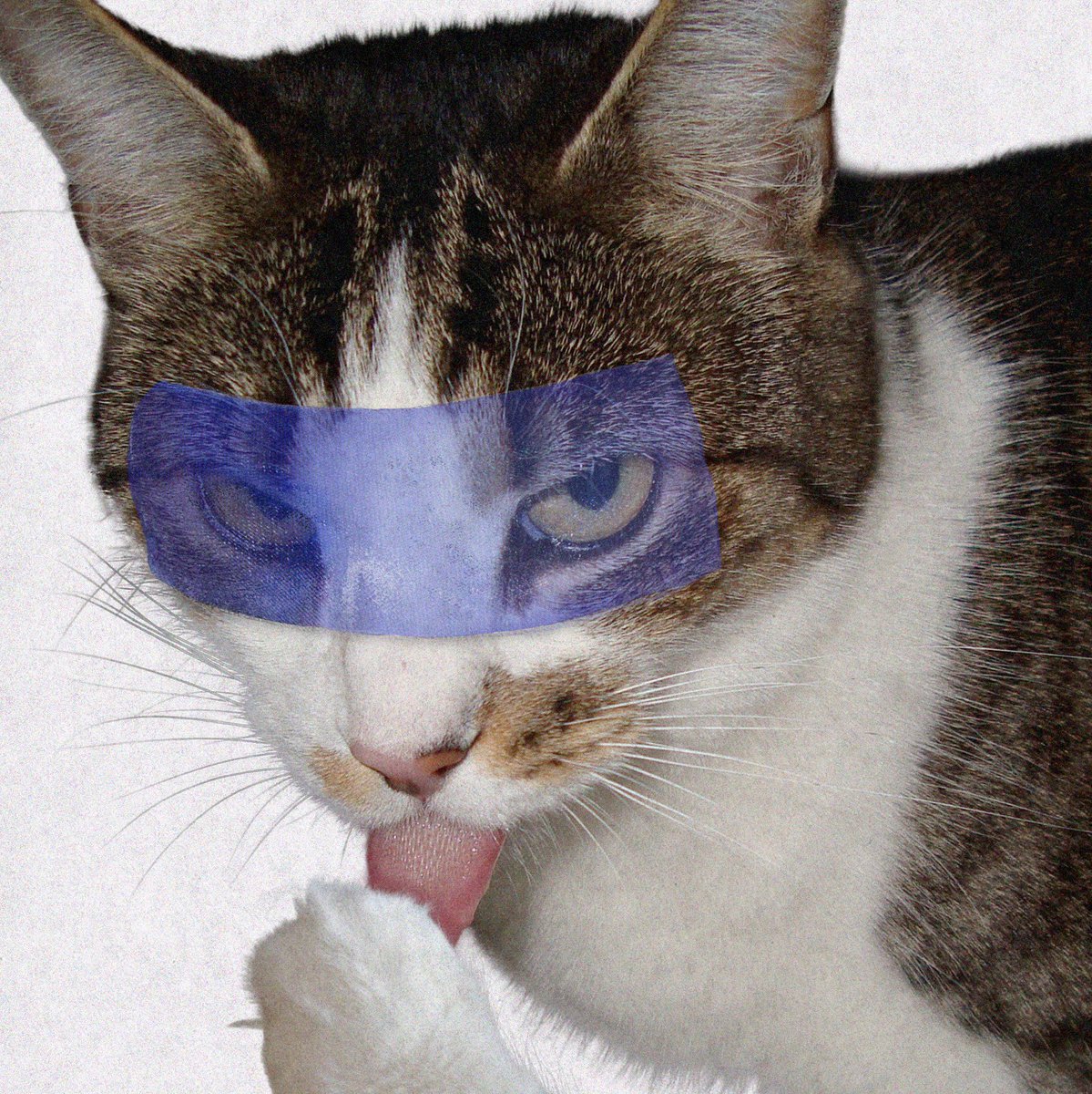 featureme's tweet photo. u, me &amp; my ego by chxrry but it's my cat instead https://t.co/f6BgU5BsSE