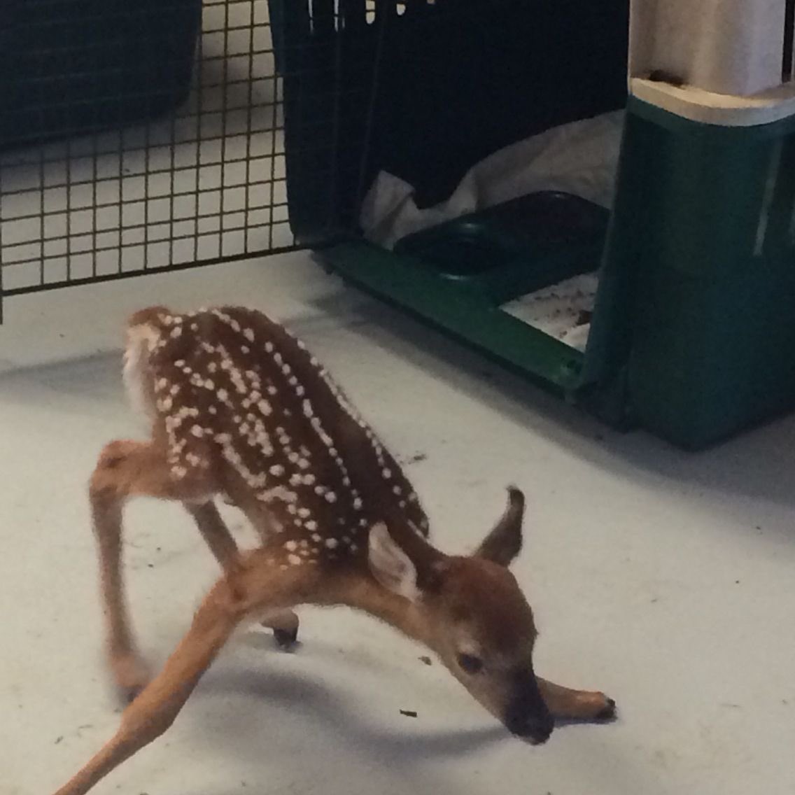 slhfw's tweet photo. flexible deermilton https://t.co/sP916tztx2