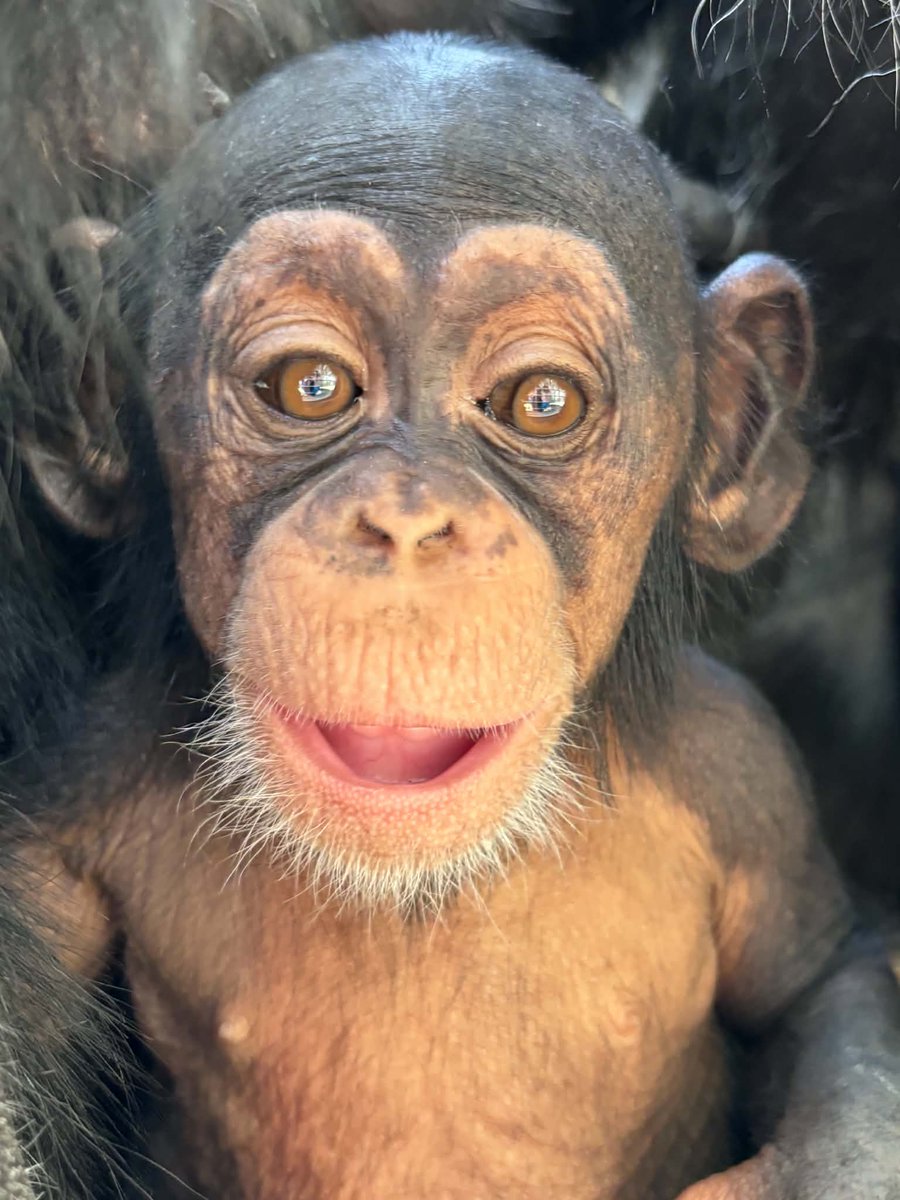 KansasCityZoo's tweet photo. Baby chimpanzee Kianga is here to start your Tuesday off with a smile. And how about those #toofers?
π· Jenna F. https://t.co/2GcB4yt7Tp