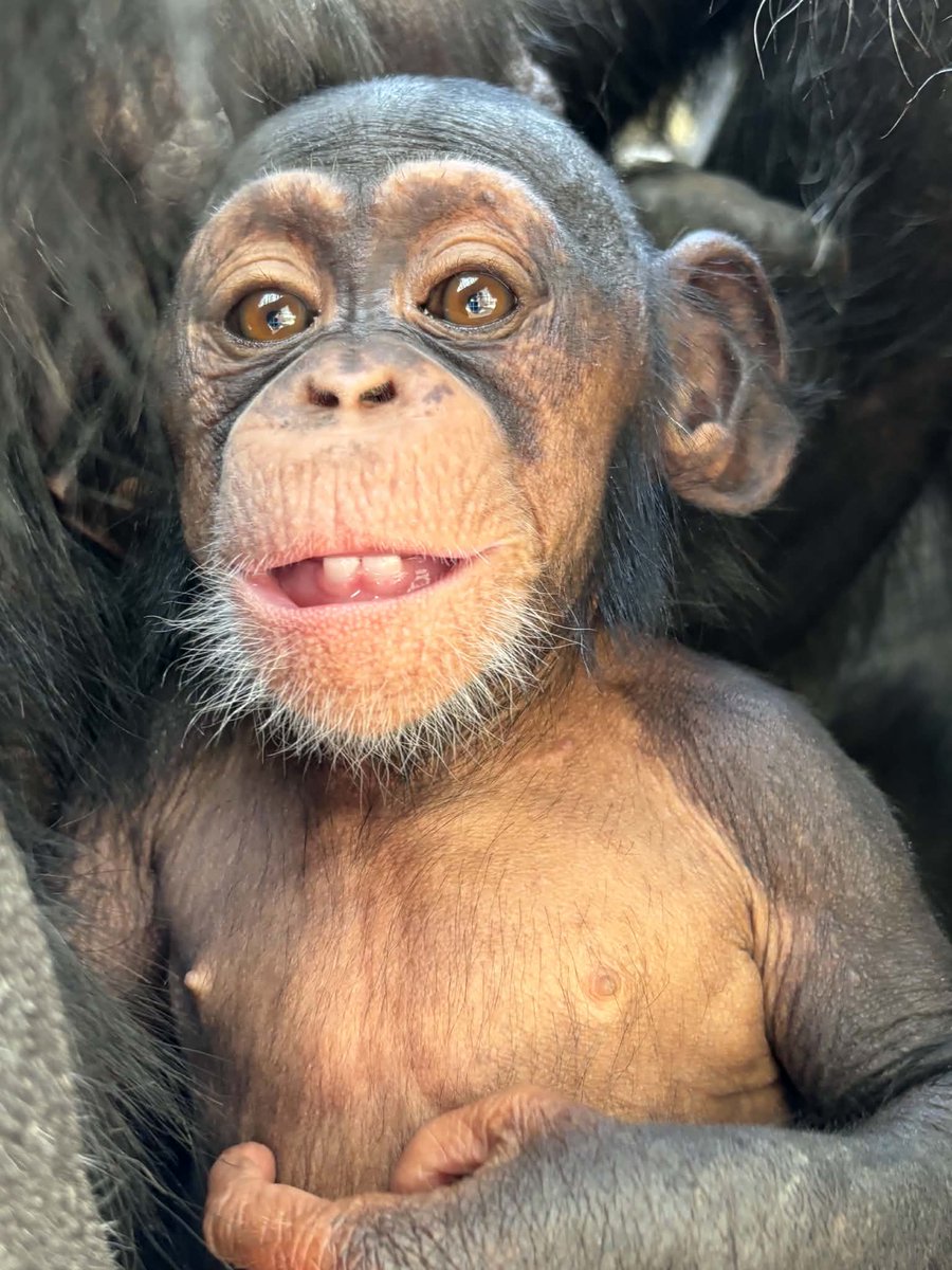 KansasCityZoo's tweet photo. Baby chimpanzee Kianga is here to start your Tuesday off with a smile. And how about those #toofers?
π· Jenna F. https://t.co/2GcB4yt7Tp