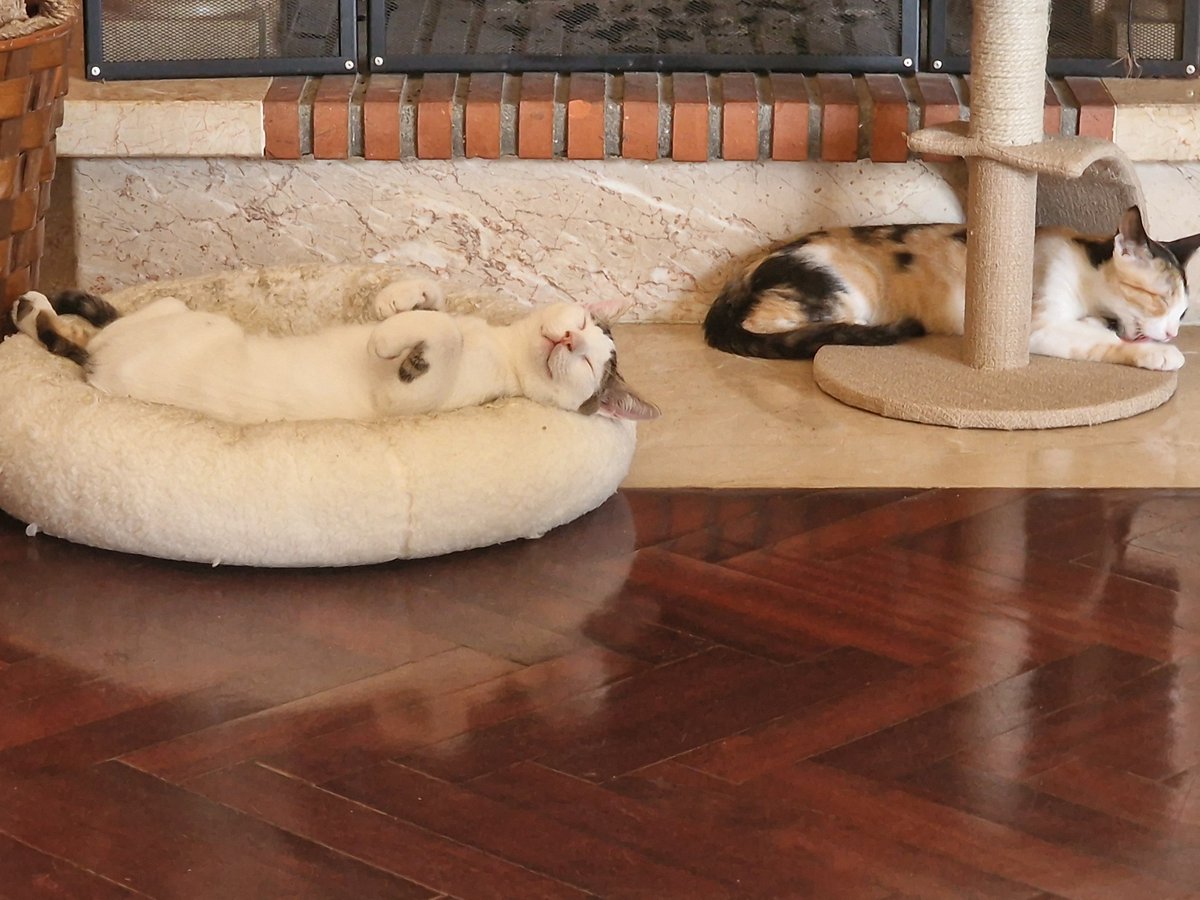 AntonioRod63's tweet photo. Tinha dito que não queria mais gatos, mas as mais novas lá arranjaram dois bebés, irmãos. 
Estes dois encarnam o diabo. Que pestes😔🤬 https://t.co/T7WhifUsmn