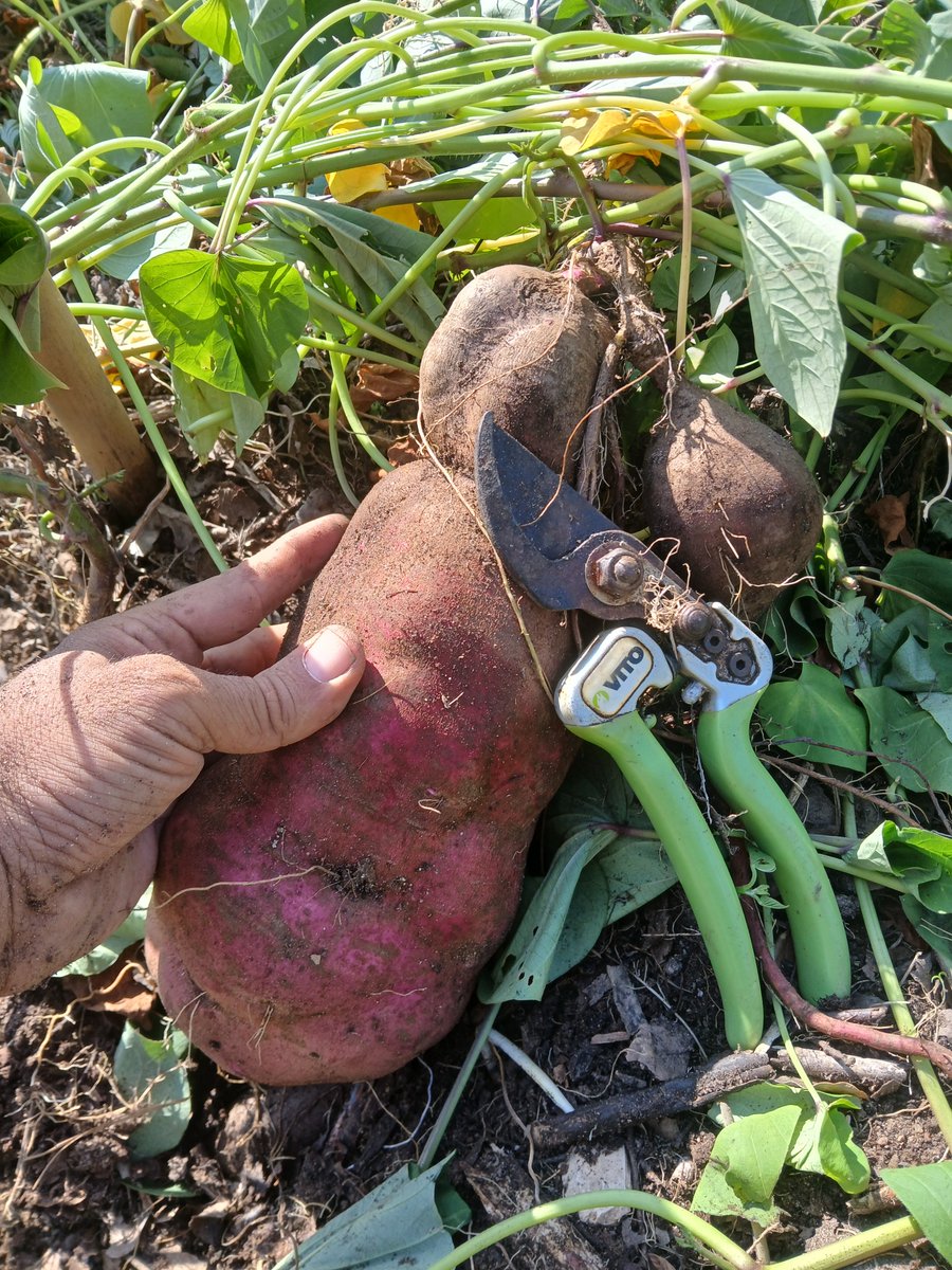 PulseNor's tweet photo. @FlowerdewBob Thanks Bob, I guess we will be eating sweet potato every day till finished. https://t.co/VGJJJ94qLB