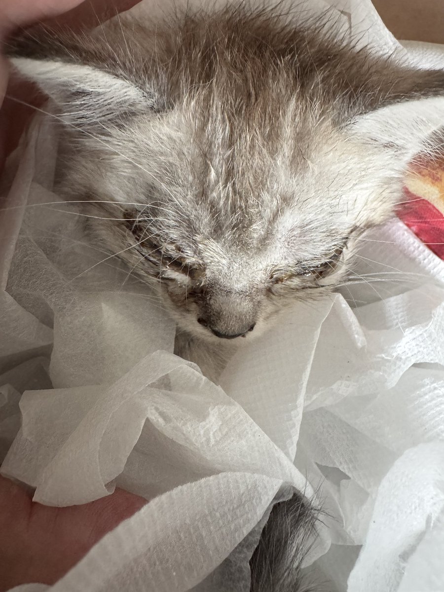 Restart1124's tweet photo. うちのねこ、もうすぐうちに来て5ヶ月になります。
あんなにちっちゃかったのに、いま巨大化している……不思議なもんやな、ねこっていう生き物は https://t.co/8m7iRXCDAa