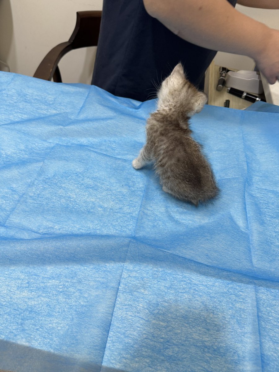 Restart1124's tweet photo. うちのねこ、もうすぐうちに来て5ヶ月になります。
あんなにちっちゃかったのに、いま巨大化している……不思議なもんやな、ねこっていう生き物は https://t.co/8m7iRXCDAa