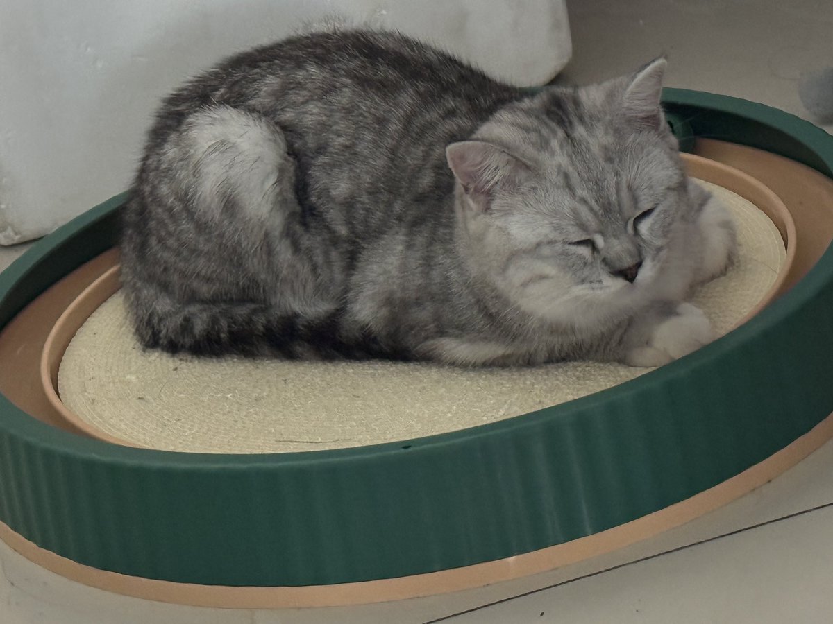 Restart1124's tweet photo. うちのねこ、もうすぐうちに来て5ヶ月になります。
あんなにちっちゃかったのに、いま巨大化している……不思議なもんやな、ねこっていう生き物は https://t.co/8m7iRXCDAa