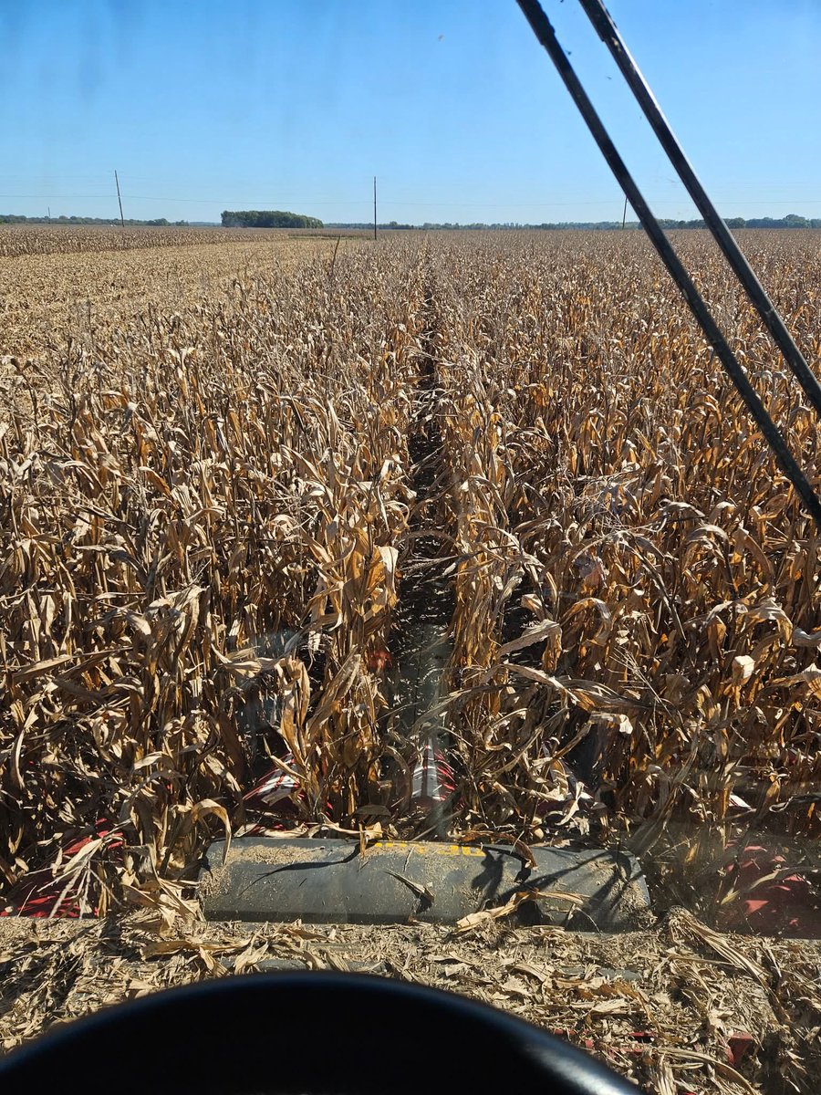 PatGrassley's tweet photo. Sorry to break it to @ChuckGrassley, but corn watch is officially over for the year… It’s harvest time now!🚜#headofharvestwatch https://t.co/JCFflVr8Wj