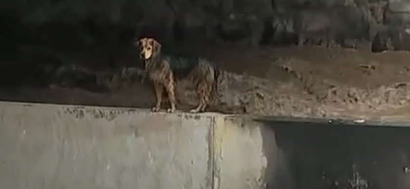 BrookBinksYoho's tweet photo. El medio show mediático y las ganas de figurar son más importantes q rescatar al perro, esperando hasta el Gope cuando cada minuto q pasa aumenta el caudal, si hace horas era bajar una puta escalera y subirlo con un arnés.
#TuDia #ContigoChv #RioMapocho #Morocho https://t.co/lIODNPZAD3