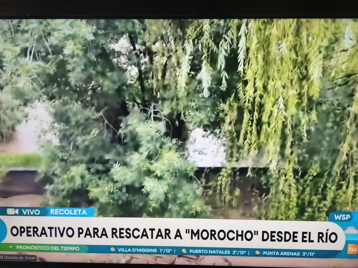 BrookBinksYoho's tweet photo. El medio show mediático y las ganas de figurar son más importantes q rescatar al perro, esperando hasta el Gope cuando cada minuto q pasa aumenta el caudal, si hace horas era bajar una puta escalera y subirlo con un arnés.
#TuDia #ContigoChv #RioMapocho #Morocho https://t.co/lIODNPZAD3