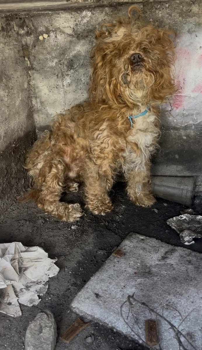 PawShield_'s tweet photo. Your kindness can change an animal’s life today. 🐶🐱
Even a few dollars can help us save another life. ❤️
https://t.co/d3q3D4zUJX https://t.co/nmAO8qLPTp