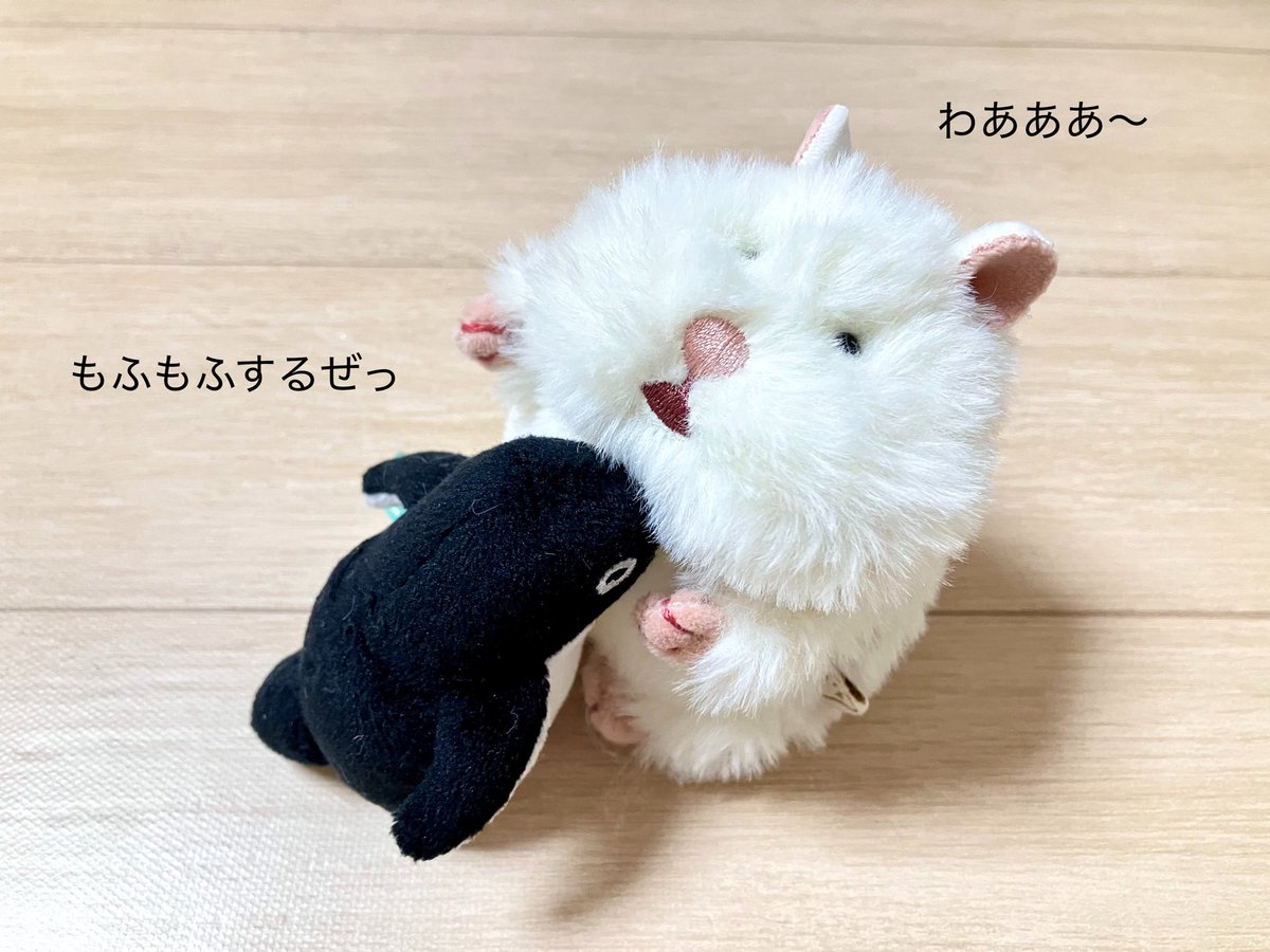 mohuinu's tweet photo. @atariganemix はむぞう🐹：ねこちゃん、通訳ありがとう📢
たけのこちゃん、おやすみなさい⭐

ぼくふわふわだから、アデリーさんが、顔をうずめて、もふもふしてくる〜😳 https://t.co/6hzqyxY6gt
