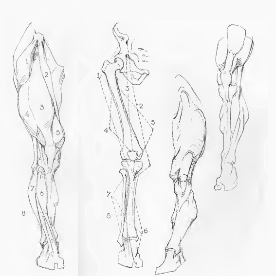 RXMETALSUN's tweet photo. @spoiLOL Thanks! For anyone who wants to draw legs like these, I really recommend George Bridgman's books; more specifically "Bridgman - Complete Guide to Drawing from Life" (the 4th image is an anatomy guide for my Reimu sprite) https://t.co/hV9stRcrhr