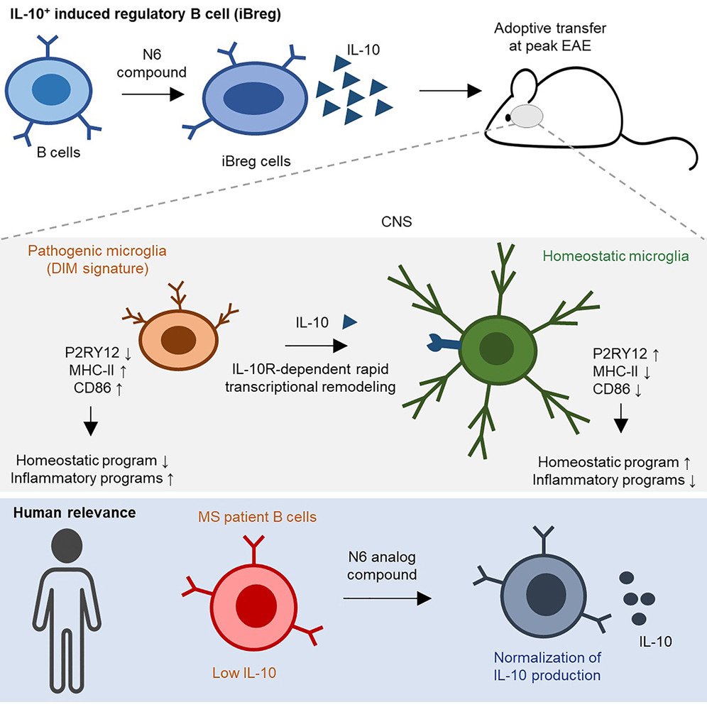 LukensJohnR's tweet photo. Induced regulatory B cells stably expressing interleukin-10 reverse central nervous system autoimmunity by targeting myeloid cells. @ImmunityCP  https://t.co/LGI8RHsOmv https://t.co/ELDP2Z7tL5