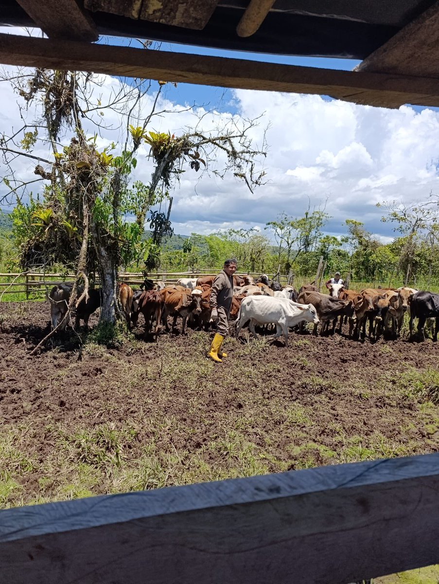 Agricultura_CZ2's tweet photo. #Napo | ¡Cuidar el ganado es fortalecer la producción!

En Osayacu, Cotundo, brindamos atención a 70 bovinos, con administración de vitaminas y desparasitación para mejorar su condición y bienestar.

Más salud para el ganado y mejores oportunidades para las familias ganaderas. https://t.co/sXkYuTkoPp
