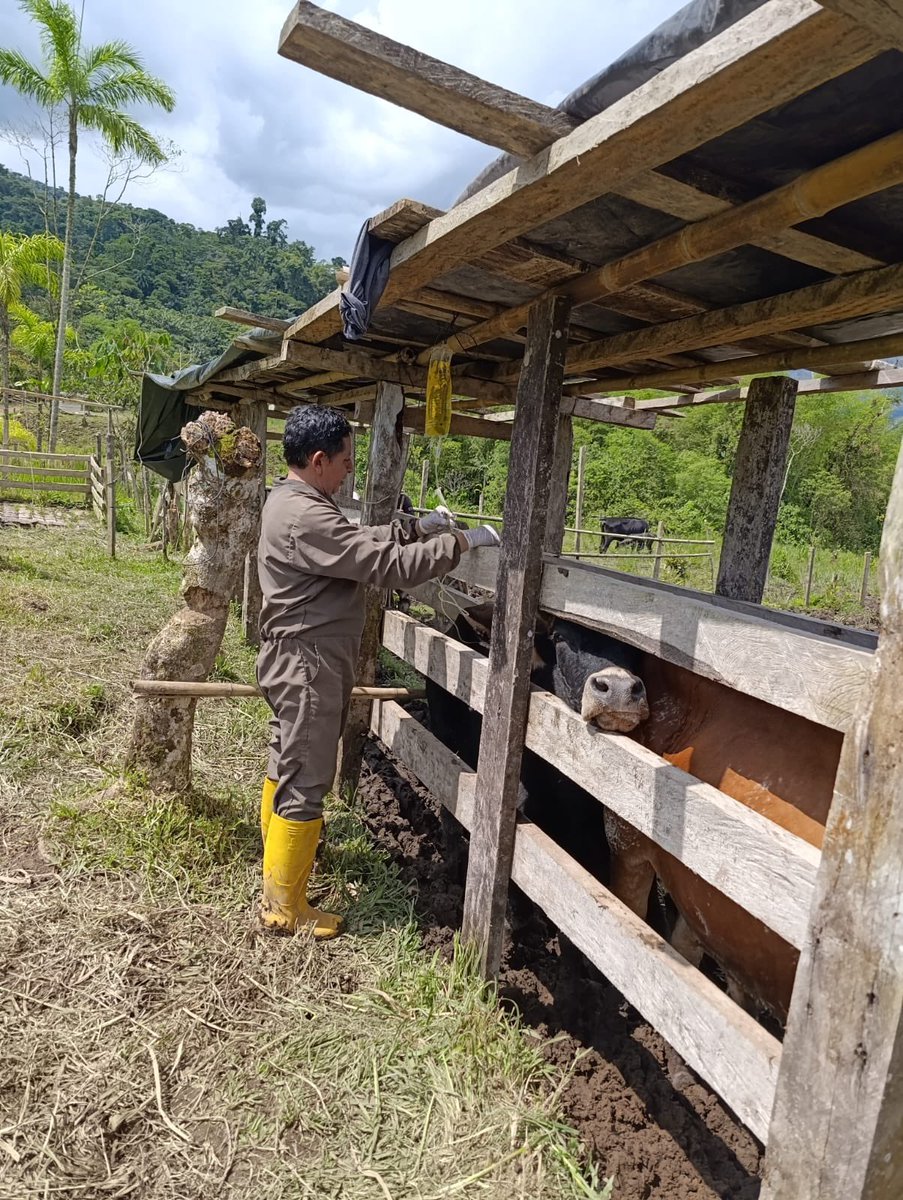 Agricultura_CZ2's tweet photo. #Napo | ¡Cuidar el ganado es fortalecer la producción!

En Osayacu, Cotundo, brindamos atención a 70 bovinos, con administración de vitaminas y desparasitación para mejorar su condición y bienestar.

Más salud para el ganado y mejores oportunidades para las familias ganaderas. https://t.co/sXkYuTkoPp