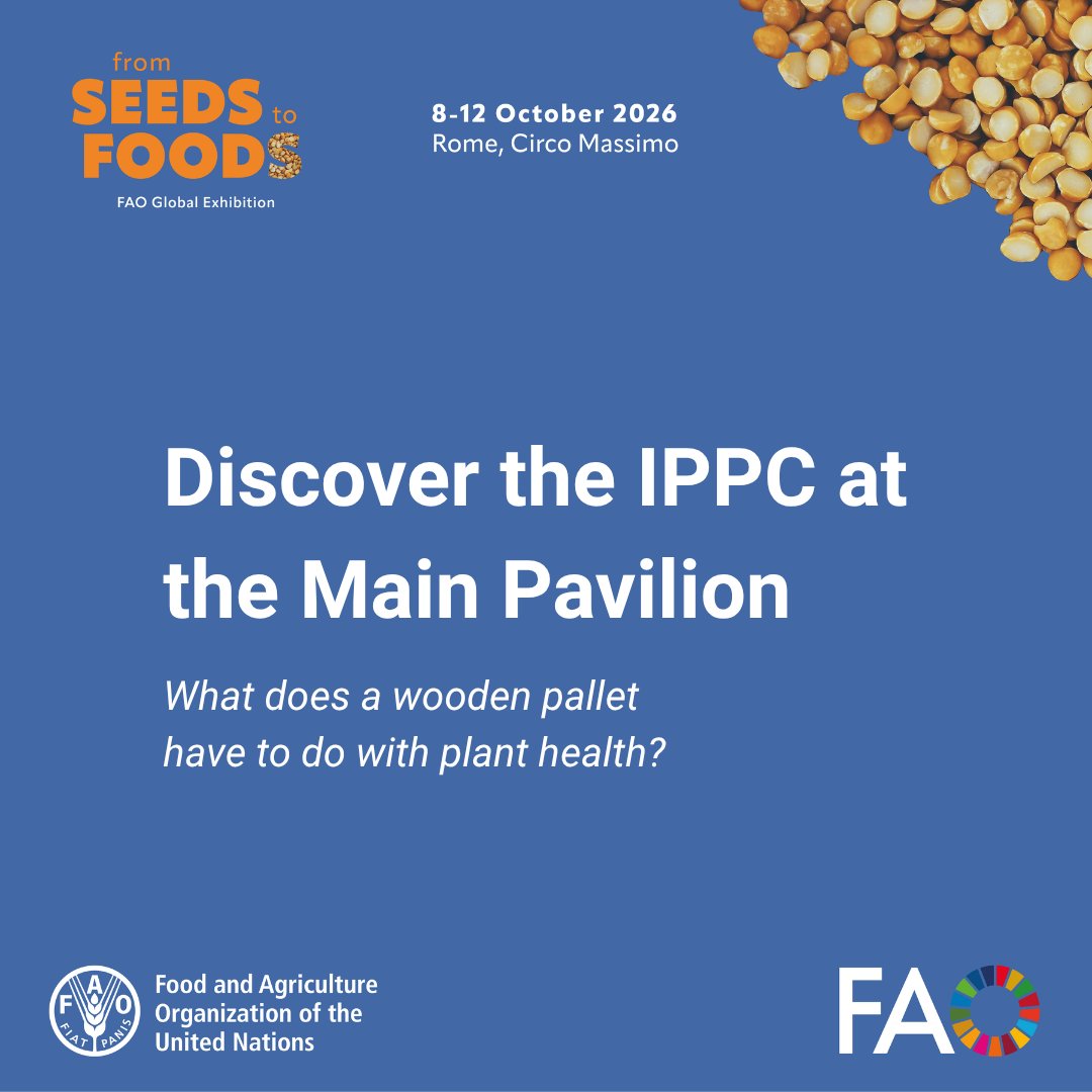 ippcnews's tweet photo. 📅🌱 Save the date!

The #IPPC will be at the Second FAO Global Exhibition: From Seeds to Foods, 8-12 October 2026, at Circo Massimo, Rome 🇮🇹

Plant pests can travel through seeds, packaging and traded goods. International phytosanitary standards help manage these risks, protecting plant health, food security and safe trade.

Visit us at the Main Pavilion and discover the story behind an everyday wooden pallet 👀🌱

#Seeds2Foods #PlantHealth #FoodSecurity