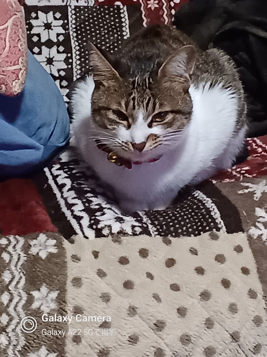 cheezjiji's tweet photo. @Kurone0v0 https://t.co/9VbRVZidwW