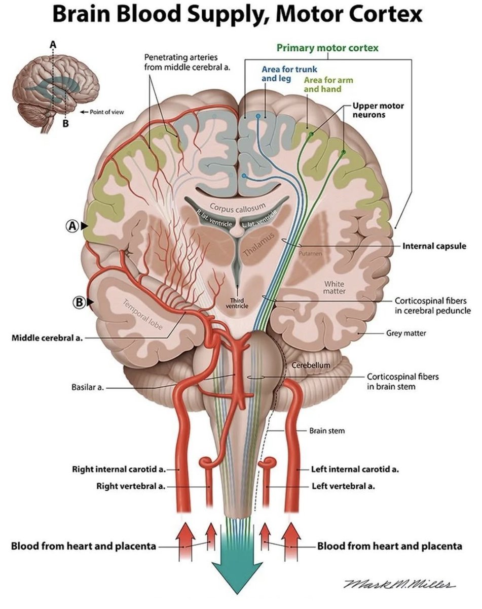 OGdukeneurosurg tweet picture