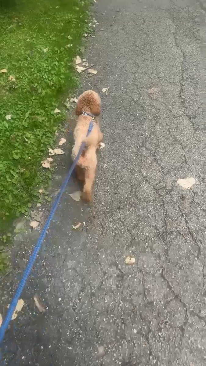 A small light brown dog on a blue leash walks along a cracked pavement path next to a grassy area.