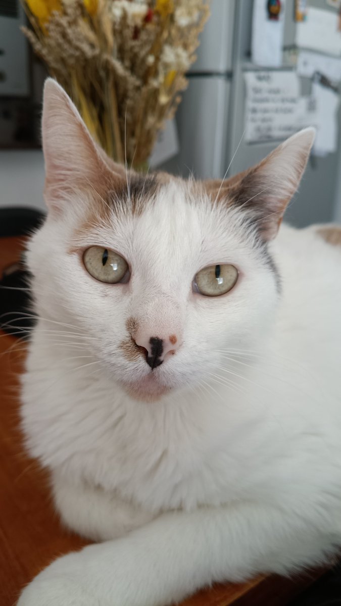 papaeftimiou's tweet photo. @MemesSV7 Rick la gatita de mi hija https://t.co/D2KFNcJ1hZ
