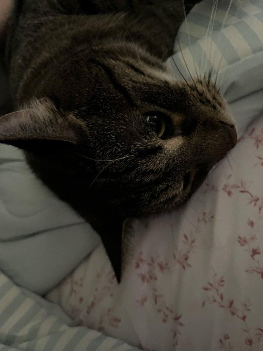 bvvniee's tweet photo. My cat mogs everyone https://t.co/MNCs8VGf1P
