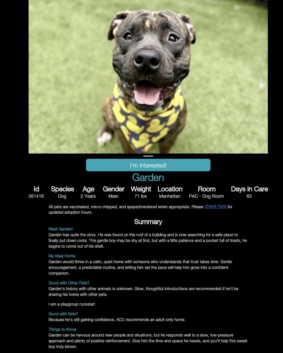 adoptadog39's tweet photo. #GardenDay #dogoftheday
Garden is wondering why he is overlooked?!🪴
This adorable 2 y/o boy was found on the roof of a building & is looking for a patient, calm home
Shy at first, once he feels safe he warms up & is a gentle sweet boy!
#nycACC #nyc #adopt #foster #rescuedog https://t.co/TmTqZ54wLY