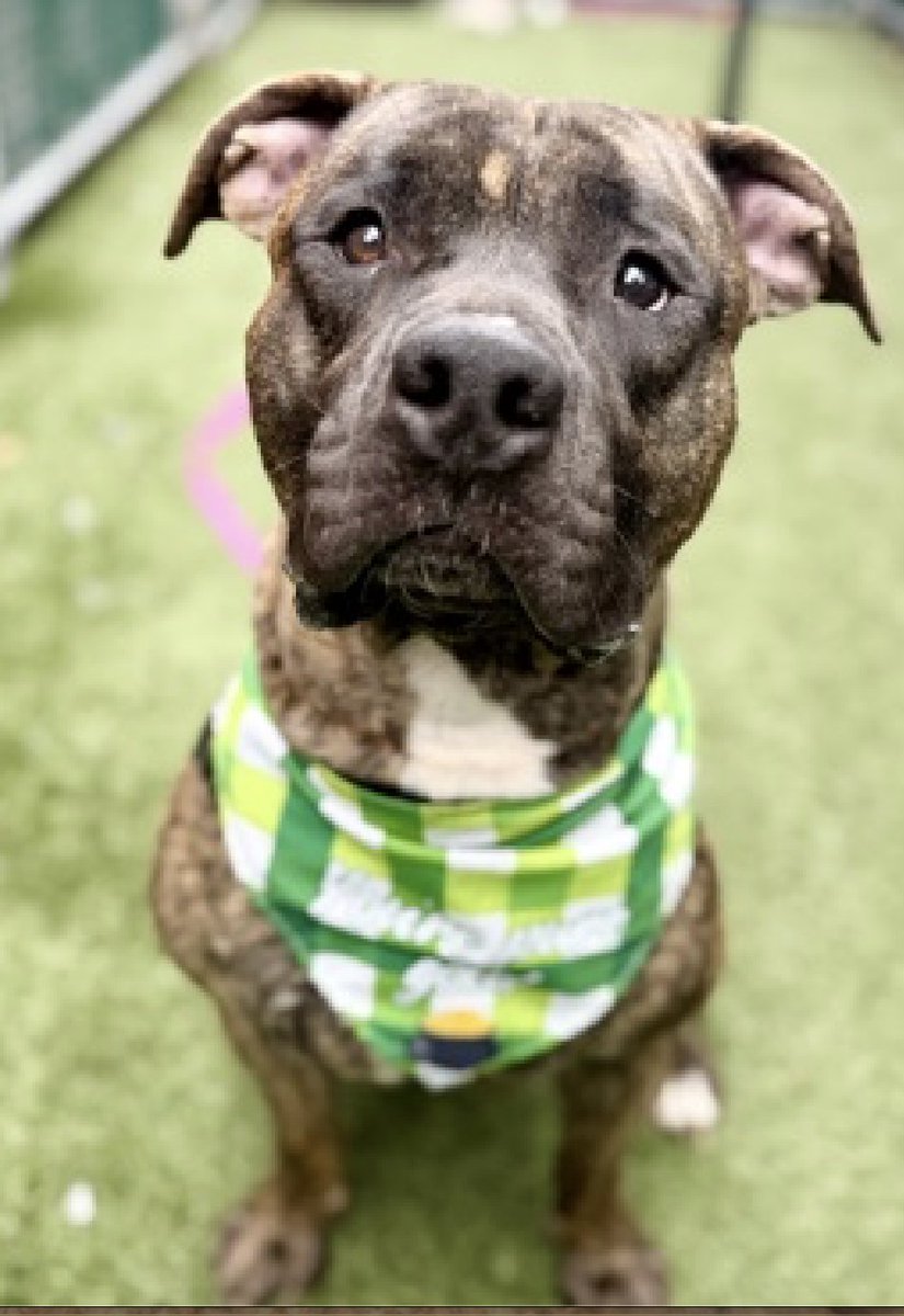 adoptadog39's tweet photo. #GardenDay #dogoftheday
Garden is wondering why he is overlooked?!🪴
This adorable 2 y/o boy was found on the roof of a building & is looking for a patient, calm home
Shy at first, once he feels safe he warms up & is a gentle sweet boy!
#nycACC #nyc #adopt #foster #rescuedog https://t.co/TmTqZ54wLY