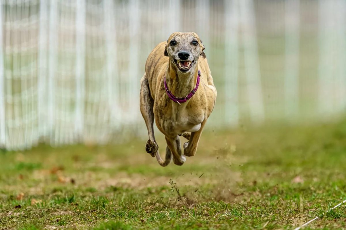 DianeLegacy1's tweet photo. Some dogs were born to run. The 2026 AKC Fast CAT Invitational featured 682 of the fastest dogs from the U.S. and Canada.Greyhound Fritz took the Pure Speed Championship for the second straight year! 🏆Could your dog handle 100 yards? 😂#AKC #FastCAT #Dogs #Greyhound #DogSports https://t.co/SRGzqmfOEP