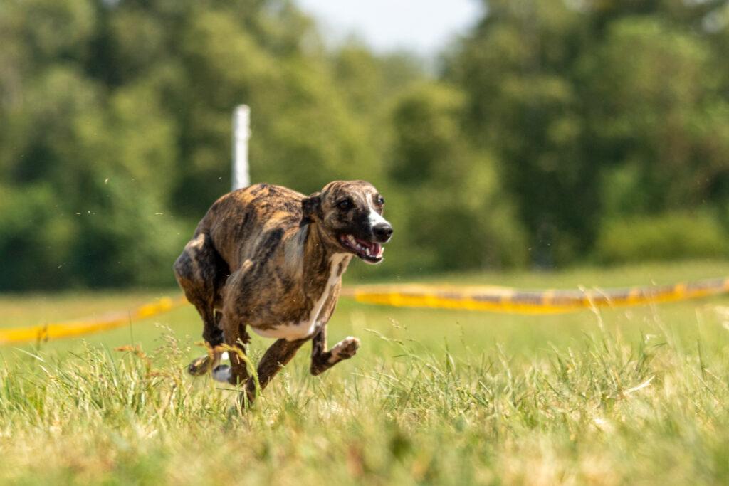 DianeLegacy1's tweet photo. Some dogs were born to run. The 2026 AKC Fast CAT Invitational featured 682 of the fastest dogs from the U.S. and Canada.Greyhound Fritz took the Pure Speed Championship for the second straight year! 🏆Could your dog handle 100 yards? 😂#AKC #FastCAT #Dogs #Greyhound #DogSports https://t.co/SRGzqmfOEP