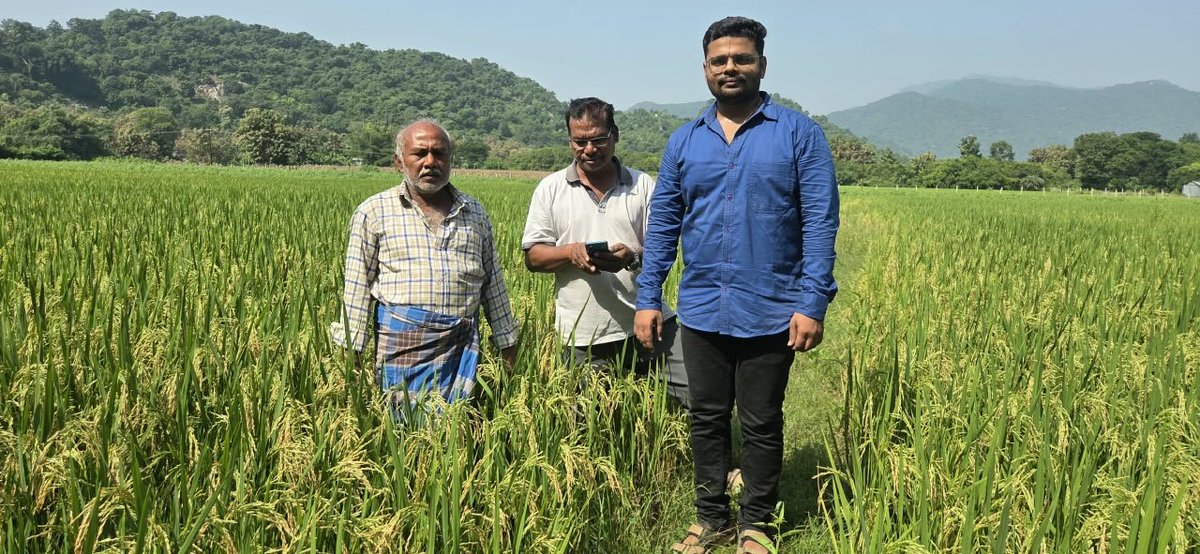 OSSCLtd's tweet photo. Field inspection of short-duration paddy varieties like MTU 1156 (Tarangini) and  BINA 11 was conducted at Gosani and Rayagada Blocks of Gajapati District by ASCO and SP&amp;MO, Gajapati, to assess the crop condition of the varieties.
#OSSC#QualitySeeds https://t.co/9vyq0AycdY