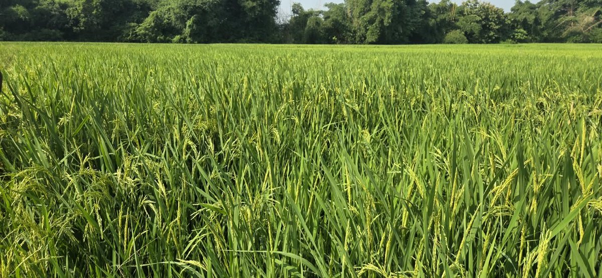 OSSCLtd's tweet photo. Field inspection of short-duration paddy varieties like MTU 1156 (Tarangini) and  BINA 11 was conducted at Gosani and Rayagada Blocks of Gajapati District by ASCO and SP&amp;MO, Gajapati, to assess the crop condition of the varieties.
#OSSC#QualitySeeds https://t.co/9vyq0AycdY
