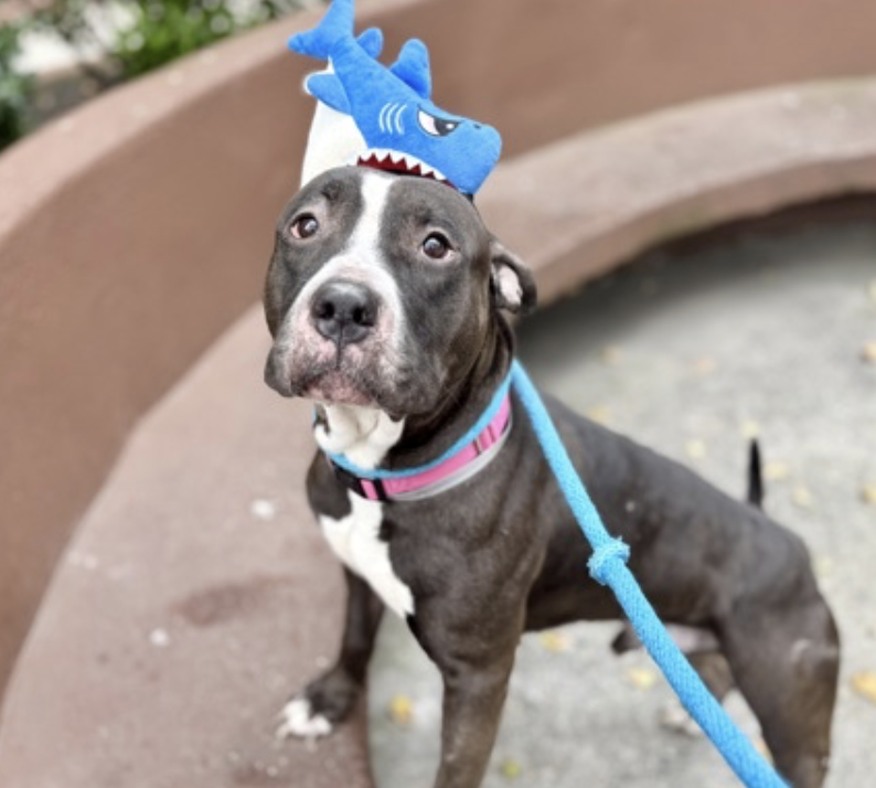 adoptadog39's tweet photo. Drama had a photo shoot! Pop-Up Promo eligible!

He is friendly, outgoing, social &amp; affectionate! 
An active home would be best! He loves playing and walks, he will be a great adventure pup!

#nycACC #nyc #adopt #foster #rescuedog https://t.co/mJx9o0bD1M