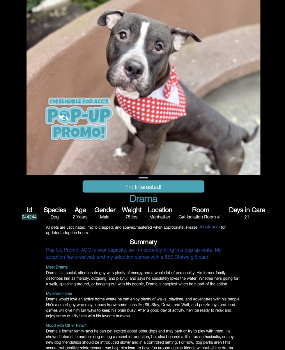 adoptadog39's tweet photo. Drama had a photo shoot! Pop-Up Promo eligible!

He is friendly, outgoing, social &amp; affectionate! 
An active home would be best! He loves playing and walks, he will be a great adventure pup!

#nycACC #nyc #adopt #foster #rescuedog https://t.co/mJx9o0bD1M