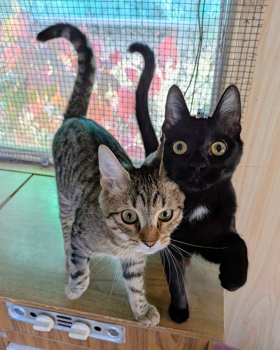 tiziana_55's tweet photo. Gattile di Cuneo,Se state cercando una coppia affettuosa e super simpatica ,non potete che adottare loro due : Lala e Lili ...sono qui da tempo
 quando erano piccole sono state allevate a biberon
Età: 6 mesi !
X INFO 3491445712 ,X ADOTTARE https://t.co/3yDW87zW8T