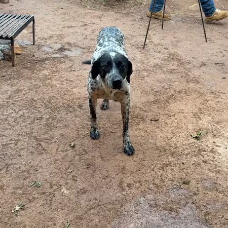 KontenidosPY's tweet photo. ▶️QUE APAREZCA PRONTO | 🙏
🐶Apareció “Layla”, la perrita que acompañaba a Khael, el niño de 3 años desaparecido en Boquerón.
🐕El animal mostró signos evidentes de hambre y sed tras su llegada a la estancia "6 de Enero".
Vía: ABC Color
#Kontenidospy🇵🇾 https://t.co/YdU7UlcDAW