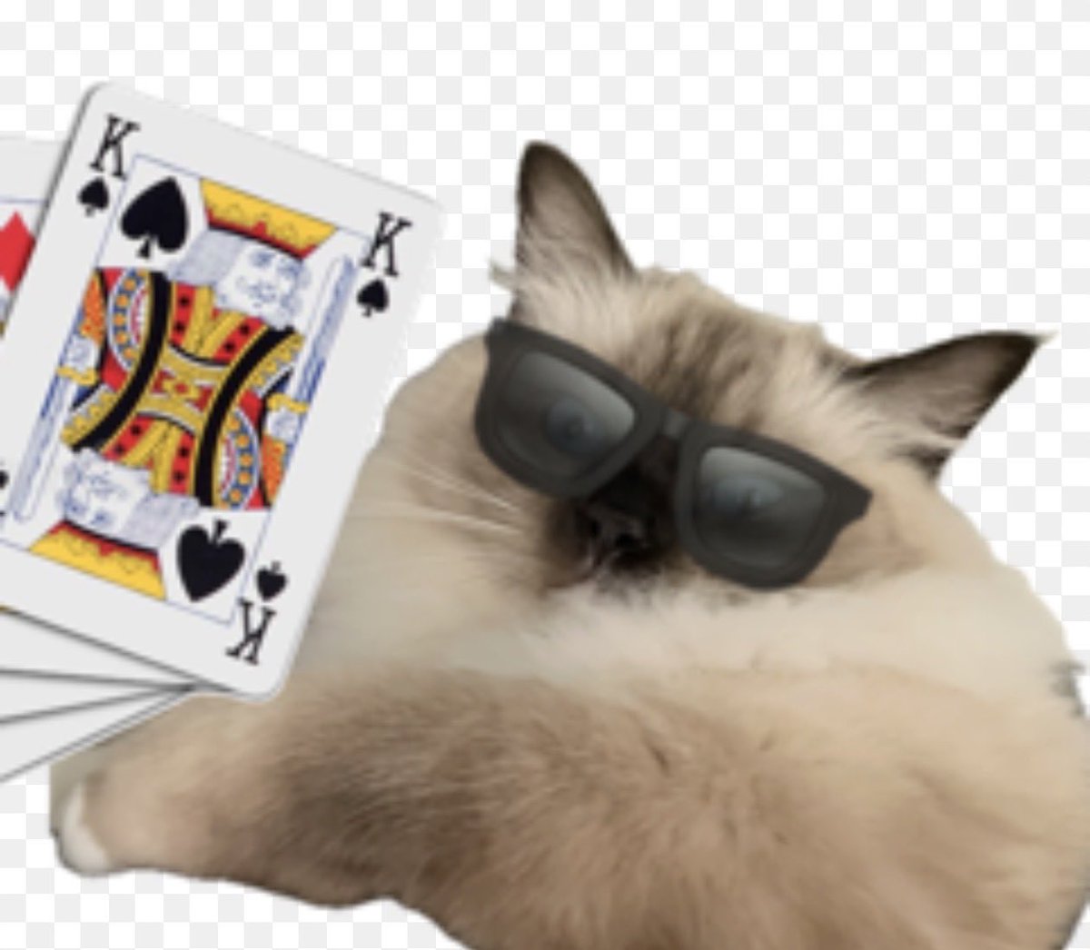 FancyRat77's tweet photo. OG  $CATK  ✅
0xf8ca129e1fd98284938fec72e0fd1222fc107c86

Reaped CATK.

CAT-K is actually the name of an NVIDIA Research/NVlabs project

Insane narrative sitting right there in their GitHub.

Once volume returns to Robinhood, I think people start picking up on this one. https://t.co/xWjs6nnOiJ