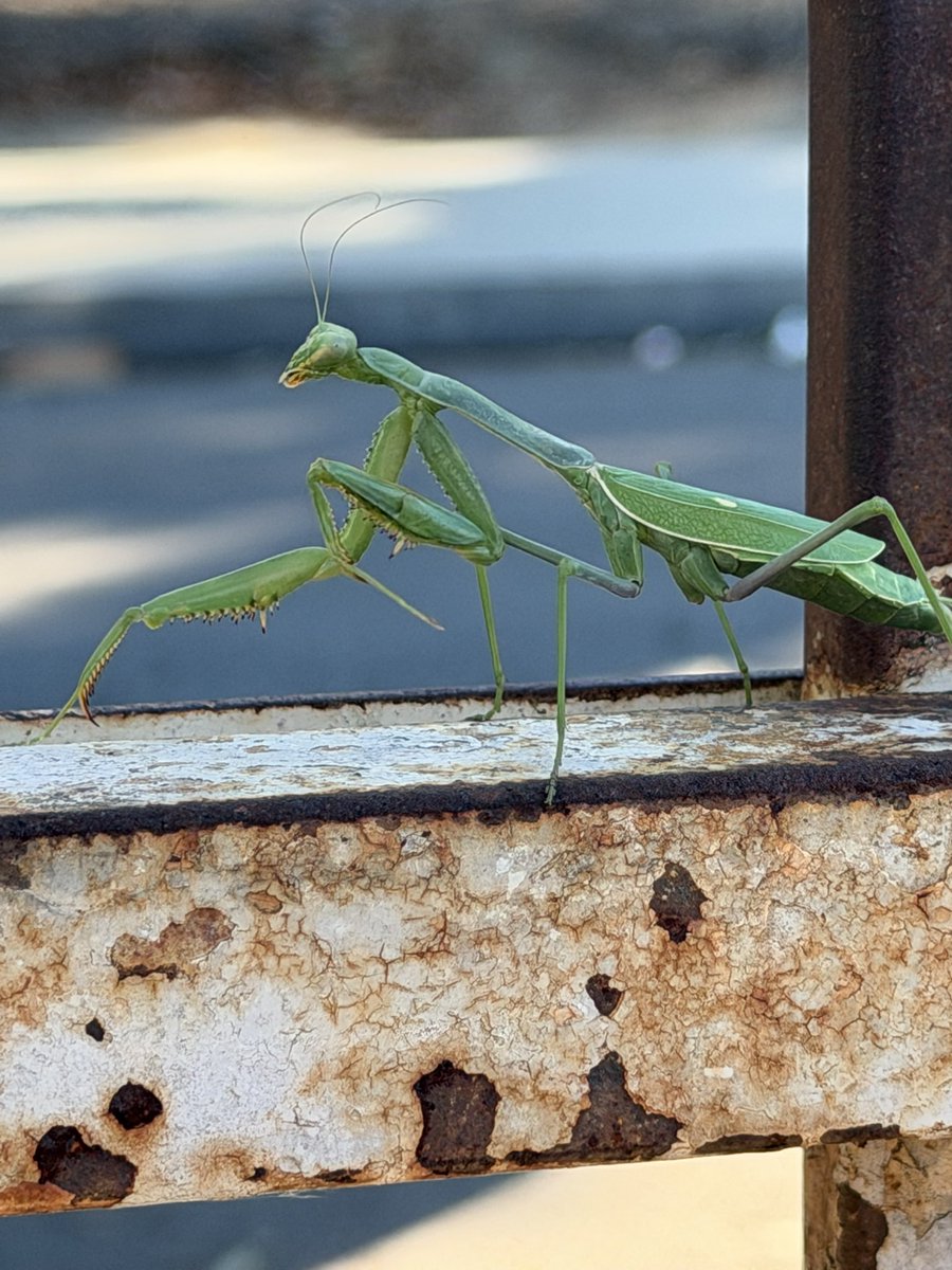CrashingLobster's tweet photo. @hyuuvita Mantis :D https://t.co/y4JlEBzgr1