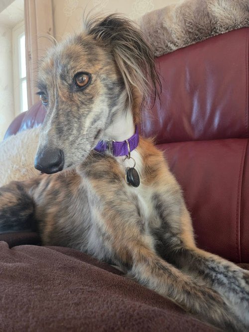 LurcherSOS's tweet photo. Eric likes to know where his people are at all times! If one is upstairs &amp; one is down he goes looking for both.🥰😄❤️
His walking has come on well on a halti and he is relaxing into🏡 life. Eric could be an only 🐕 if his people were around most the time.
https://t.co/iDaefmgNEN https://t.co/hyhhllV6Uw