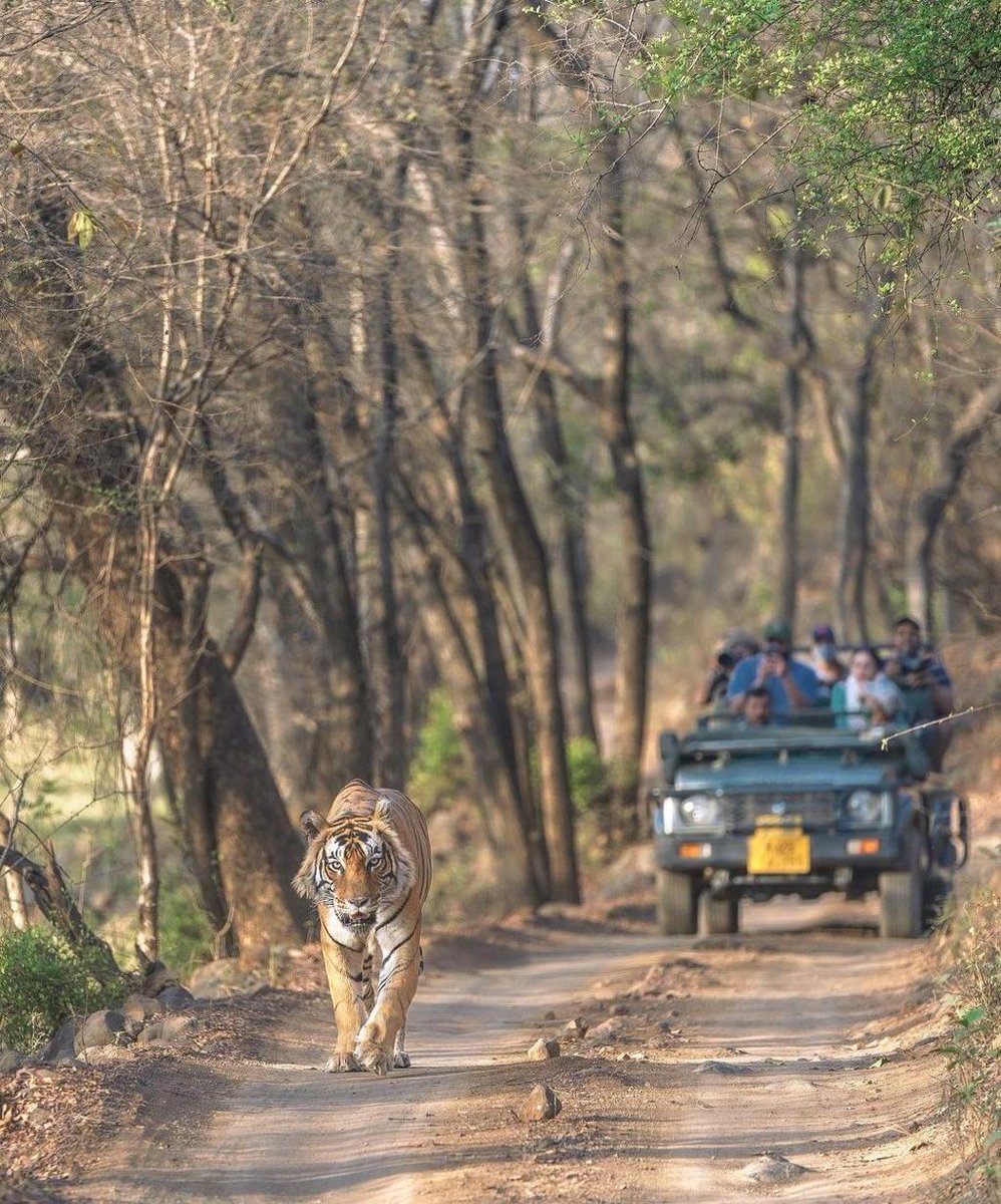 LaurenFairways's tweet photo. India’s wild side is calling. 🐅🇮🇳Ranthambore’s core zones reopened October 1, kicking off another tiger-safari season.Wildlife, luxury and adventure all in one trip.#India #Ranthambore #Safari #TigerSafari #LuxuryTravel https://t.co/c68S4aQ5CU