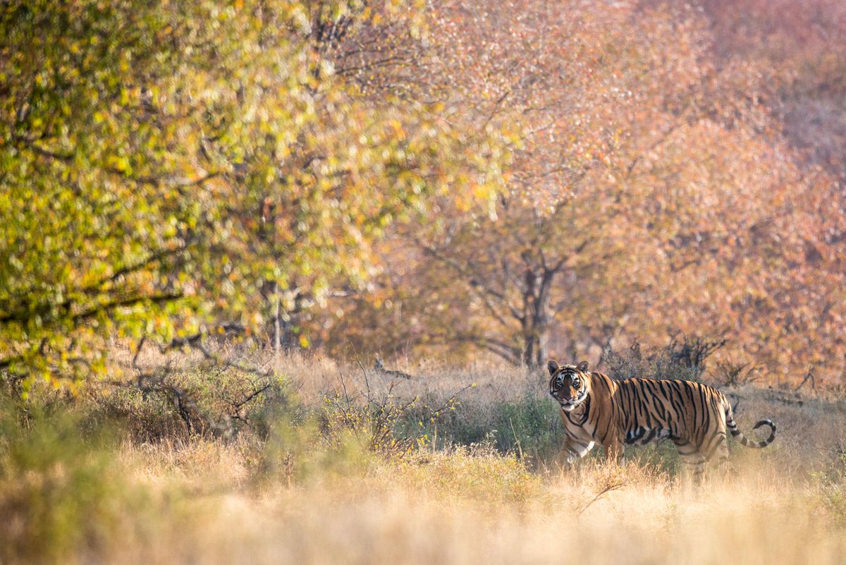 LaurenFairways's tweet photo. India’s wild side is calling. 🐅🇮🇳Ranthambore’s core zones reopened October 1, kicking off another tiger-safari season.Wildlife, luxury and adventure all in one trip.#India #Ranthambore #Safari #TigerSafari #LuxuryTravel https://t.co/c68S4aQ5CU