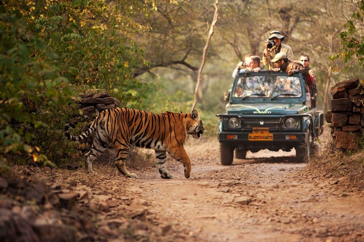 LaurenFairways's tweet photo. India’s wild side is calling. 🐅🇮🇳Ranthambore’s core zones reopened October 1, kicking off another tiger-safari season.Wildlife, luxury and adventure all in one trip.#India #Ranthambore #Safari #TigerSafari #LuxuryTravel https://t.co/c68S4aQ5CU