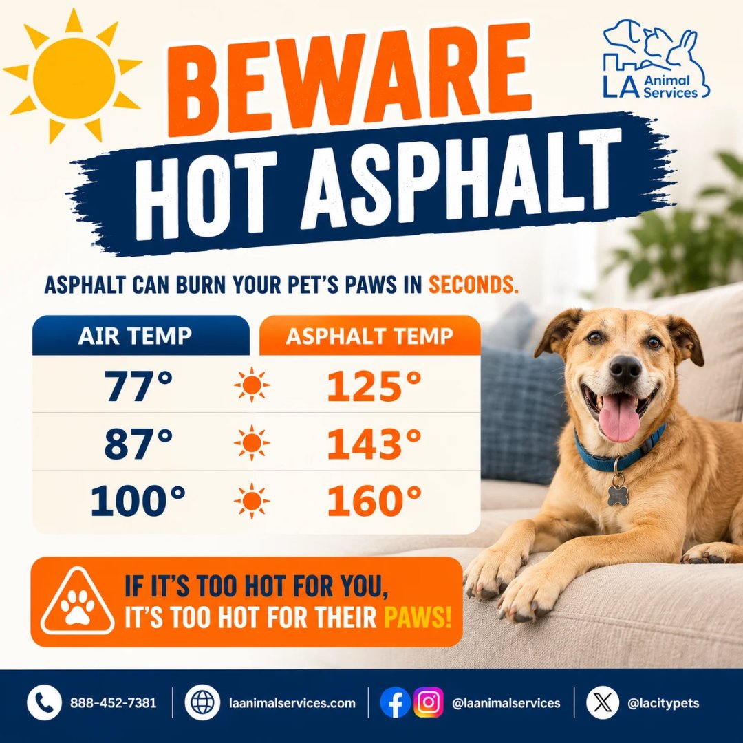LACityPets's tweet photo. When the temperature is very high, paw pads can easily blister and burn if standing on hot pavement: asphalt, concrete sidewalk, artificial grass or sand. Check the temperature with your hand... if it's too hot for you to touch, it's too hot for their paws! #LACityPets #PetSafety https://t.co/Y1sdz47Qtg