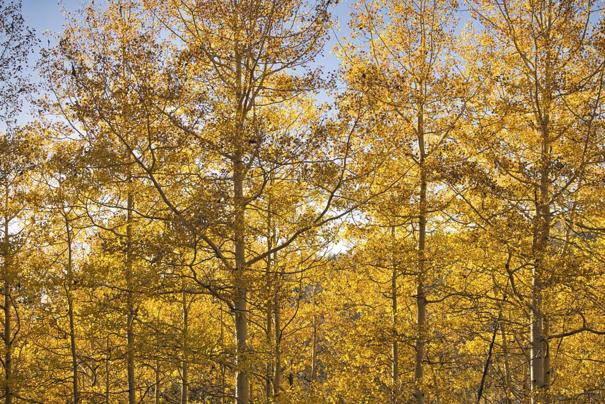 NMMagazine's tweet photo. From the trembling of aspen gold in the Tusas Mountains to a riot of red, orange, and yellow in the Gila National Forest, the wonders of autumn in New Mexico spark a desire to get out and explore. https://t.co/3I2NRDQXvU https://t.co/dOSgWjqvrd