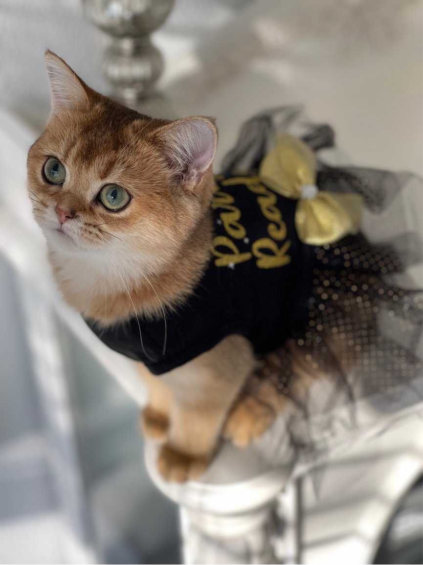 ScottishCattery's tweet photo. Our Scottish straight-for-sale selections are raised with dedication and care. We enjoy helping families find wonderful companions. Start your search with us today! #ScottishStraightForSale #CatParent
https://t.co/eMtBNBgIhs https://t.co/Ka3zUJxVQe
