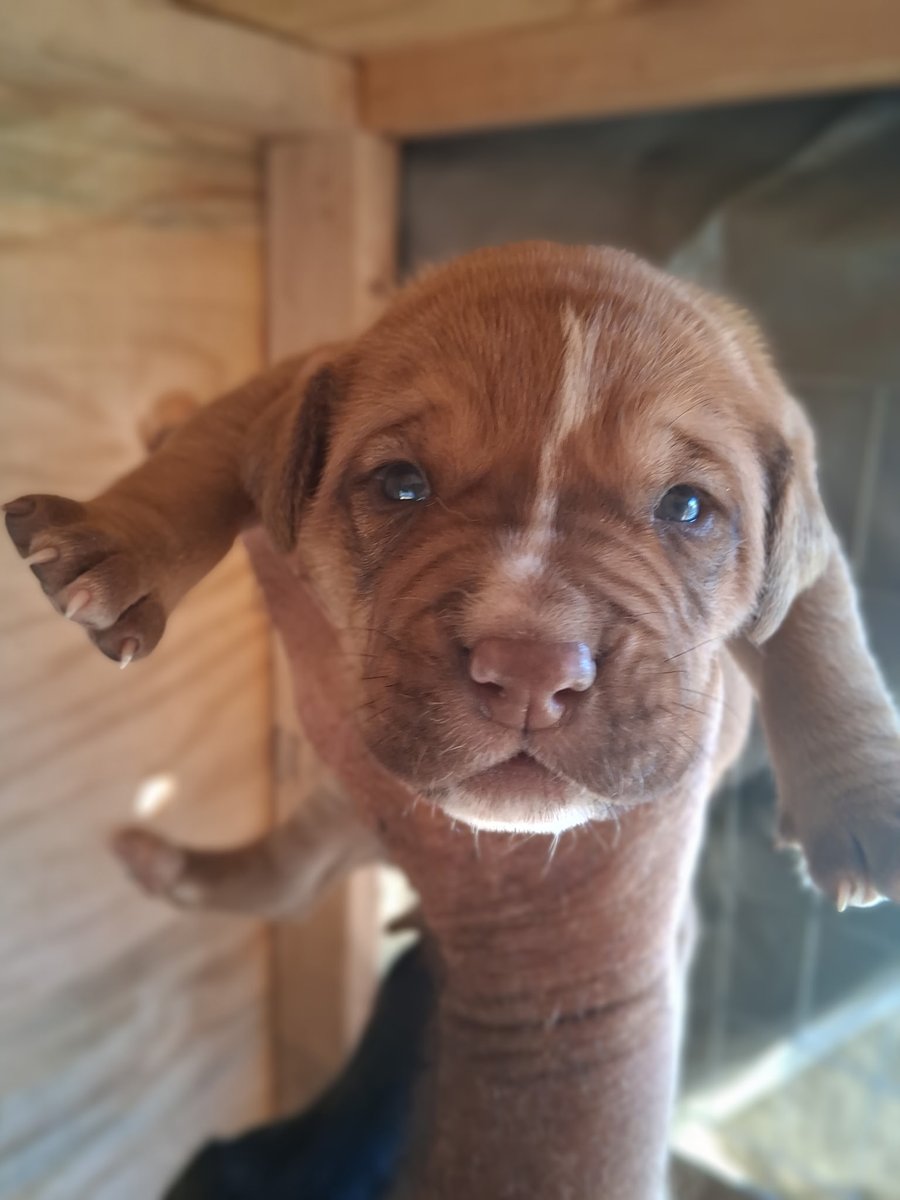 wendyp4545's tweet photo. Thread:

My Farmer / Neighbor who made Emmy's Whelping box for her and the puppies came over to check on them.

They're 2 weeks old today and their eyes are opening and they're starting to try to walk vs crawling.

Here are the 4 little cuties. All 4 have the body shape of their daddy dog, an American Bulldog and their mother's colorings, a Brindle Lab.

Male: