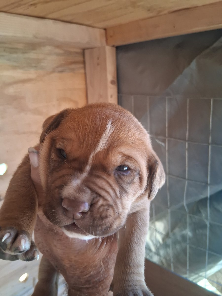 wendyp4545's tweet photo. Thread:

My Farmer / Neighbor who made Emmy's Whelping box for her and the puppies came over to check on them.

They're 2 weeks old today and their eyes are opening and they're starting to try to walk vs crawling.

Here are the 4 little cuties. All 4 have the body shape of their daddy dog, an American Bulldog and their mother's colorings, a Brindle Lab.

Male: