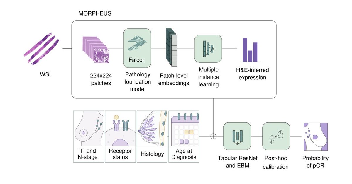 Ataraxis_AI's tweet photo. Today Ataraxis is announcing results of two clinical validation studies of our AI model predicting breast cancer response to neoadjuvant therapy:

1. Clinical validation in @wearemedsir-sponsored PHERGain and PHERGain-2 clinical trials (N=689), which evaluated de-escalated chemotherapy regimens in HER2+ breast cancer. In both trials, Ataraxis successfully predicted both pathologic complete response (pCR) and long-term outcomes: https://t.co/Ciq4dbP9AG

2. Real-world validation in 1,412 patients across nine independent cohorts in five countries, outperforming standard biomarkers, such as tumor-infiltrating lymphocytes: https://t.co/8wsttRi1RP
In addition to clinical validation data, we also announced MORPHEUS, a new component of Ataraxis’s technology. MORPHEUS is a pan-cancer model trained to predict gene expression from an H&E slide, creating a “virtual molecular portrait” of a patient. MORPHEUS is now included in Ataraxis’s base prognostic/predictive models and lets us build more accurate and interpretable AI models, even when outcome data is scarce. Our research team walks through the methodology and key results in this new blog post: https://t.co/0ZRsKmVa4V

Thank you to our collaborators, including the 
@wearemedsir team.
