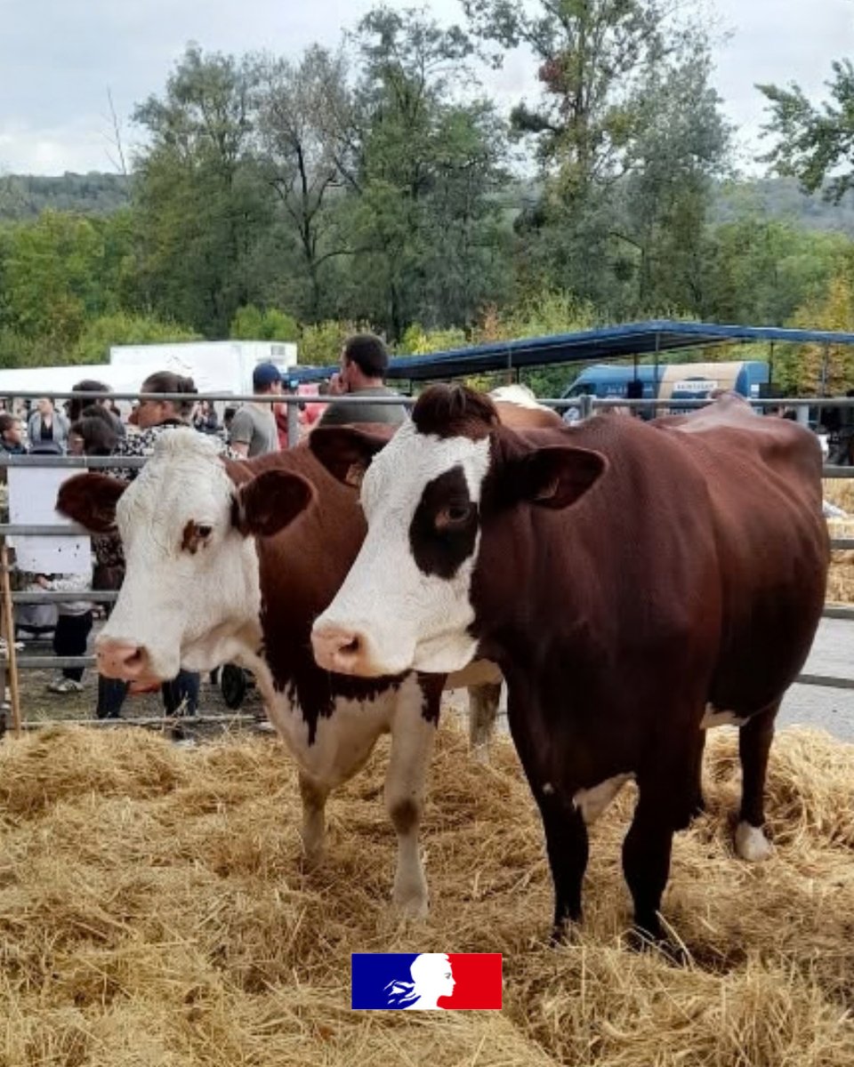 Prefet73's tweet photo. 🧀#Terroir | Ce week-end à Yenne, territoire de l'IGP Tomme de Savoie, s'est tenue la 21 édition de la Fête des Fromages de Savoie, un rendez-vous qui célèbre la richesse du terroir savoyard, la qualité de ses produits et les savoir-faire transmis de génération en génération.

En présence de Marina Ferrari, ministre des Sports, de la Jeunesse et de la Vie associative, Vanina Nicoli, préfète de la Savoie, Julien Pailhère, secrétaire général de la Préfecture de la Savoie, François Moiroud, maire de Yenne, des parlementaires et des élus locaux, ce rendez-vous festif a été l'occasion de saluer l’engagement et la résilience des agriculteurs, particulièrement éprouvés cette année par les conditions climatiques et la sécheresse.

Au-delà des fromages, ce moment convivial et chaleureux qui a accueilli de nombreux visiteurs, a mis en lumière toute la richesse de la Savoie : ses paysages, ses traditions et les femmes et les hommes qui façonnent son territoire.

#Savoie #Agriculture #FromagesDeSavoie #Yenne #Terroir #SavoirFaire