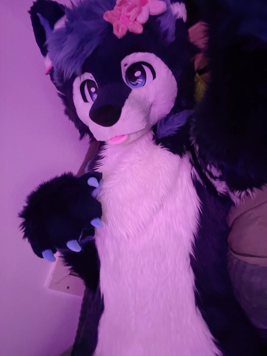 VikoHusky's tweet photo. Wruff~ snuggles? https://t.co/JjJfCYmZ3z