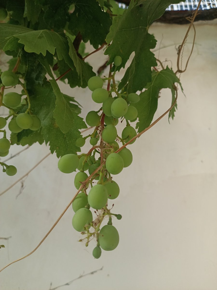 BrooklynnFxz's tweet photo. En el rincón de la vieja murma, la via ha comenzado a fermentar, y su aroma se extiende por toda la zona. https://t.co/4SEYXfzHs3