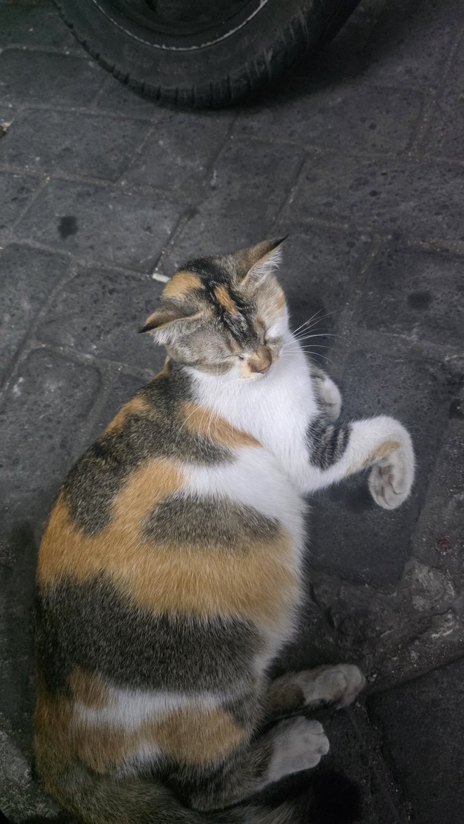 biupiika's tweet photo. Ucing alfa kalidami 😆 https://t.co/jq4TwDtZwK